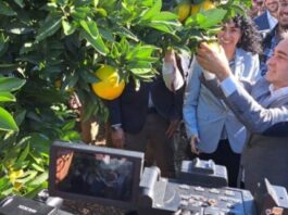 España | Arranca la campaña de cítricos valencianos con el Primer Corte y el sello IGP