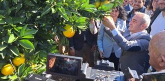 España | Arranca la campaña de cítricos valencianos con el Primer Corte y el sello IGP