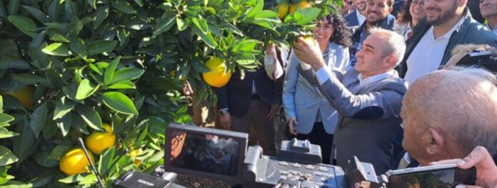 España | Arranca la campaña de cítricos valencianos con el Primer Corte y el sello IGP