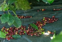 ¿Cómo afectaría un acuerdo entre Brasil y EE.UU. a exportaciones colombianas de café? ¿Cómo afectaría un acuerdo entre Brasil y EE.UU. a exportaciones colombianas de café