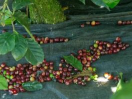 ¿Cómo afectaría un acuerdo entre Brasil y EE.UU. a exportaciones colombianas de café? ¿Cómo afectaría un acuerdo entre Brasil y EE.UU. a exportaciones colombianas de café