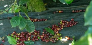 ¿Cómo afectaría un acuerdo entre Brasil y EE.UU. a exportaciones colombianas de café? ¿Cómo afectaría un acuerdo entre Brasil y EE.UU. a exportaciones colombianas de café