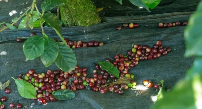 ¿Cómo afectaría un acuerdo entre Brasil y EE.UU. a exportaciones colombianas de café