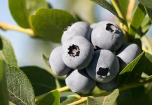 Agrícola Cato y su apuesta por los arándanos orgánicos: Productividad y sostenibilidad como ejes centrales del crecimiento Agrícola Cato y su apuesta por los arándanos orgánicos: Productividad y sostenibilidad como ejes centrales del crecimiento