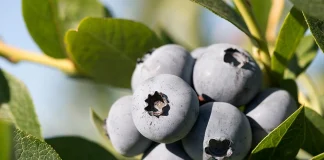 Agrícola Cato y su apuesta por los arándanos orgánicos: Productividad y sostenibilidad como ejes centrales del crecimiento