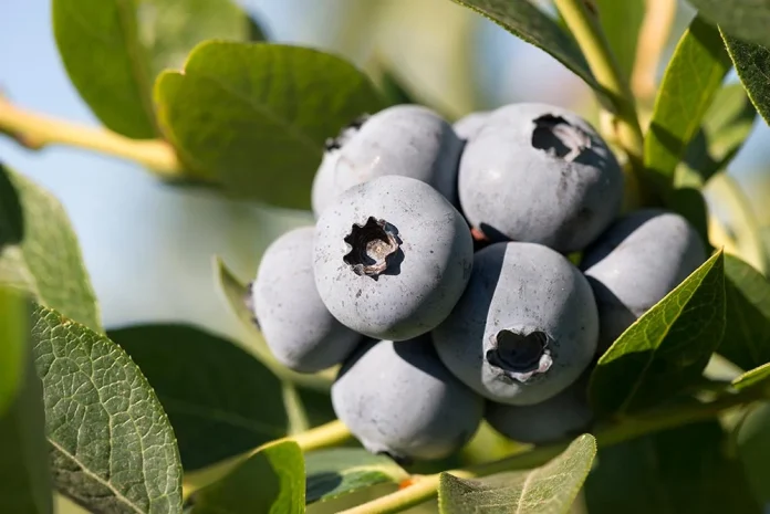 Agrícola Cato y su apuesta por los arándanos orgánicos: Productividad y sostenibilidad como ejes centrales del crecimiento
