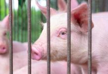 Alerta por Peste Porcina