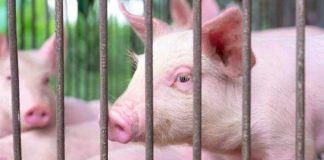 Alerta por Peste Porcina