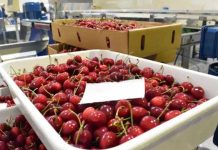 Argentina | Aseguran que nueva ruta Shanghai–Buenos Aires favorece al comercio internacional