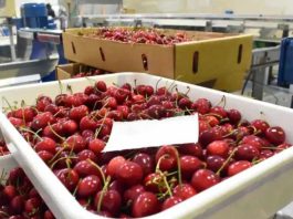 Argentina | Aseguran que nueva ruta Shanghai–Buenos Aires favorece al comercio internacional