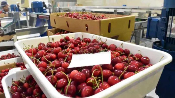 Argentina | Aseguran que nueva ruta Shanghai–Buenos Aires favorece al comercio internacional Argentina | Aseguran que nueva ruta Shanghai–Buenos Aires favorece al comercio internacional