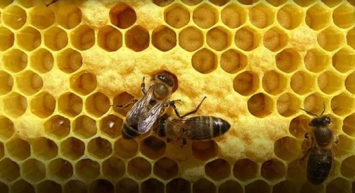 Argentina | El eslabón invisible de la miel ya tiene mapa en Córdoba