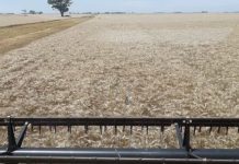 Argentina | El trigo sigue asombrando en su avance Argentina El trigo sigue asombrando en su avance