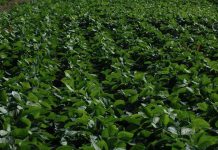 Argentina | Genotipos de soja pueden rendir más si se realiza una fertilización adecuada