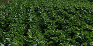 Argentina | Genotipos de soja pueden rendir más si se realiza una fertilización adecuada