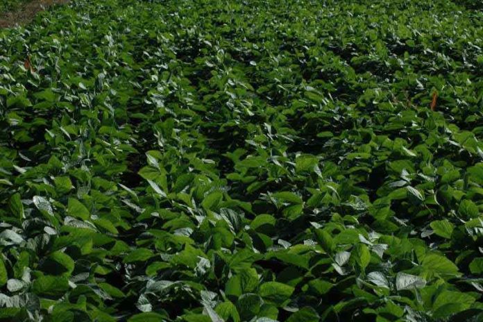 Argentina | Genotipos de soja pueden rendir más si se realiza una fertilización adecuada