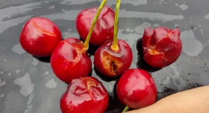 Argentina Valle Medio en crisis la severa tormenta de granizo y sus consecuencias para la producción