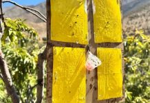 Arica y Tacna reactivan la cooperación en frontera para blindar frutas y hortalizas frente a Ceratitis capitata