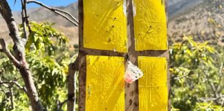 Arica y Tacna reactivan la cooperación en frontera para blindar frutas y hortalizas frente a Ceratitis capitata