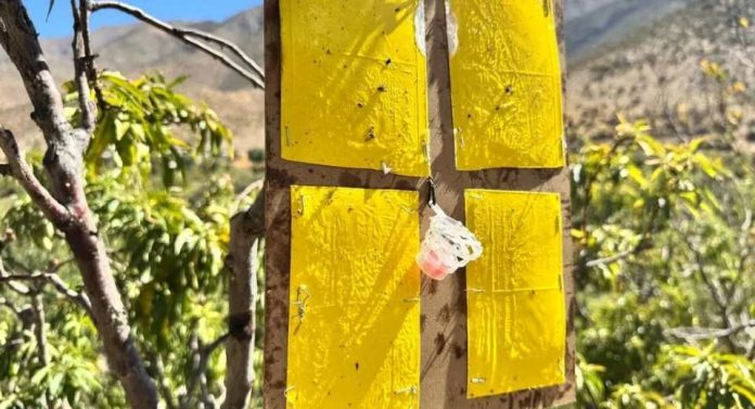 Arica y Tacna reactivan la cooperación en frontera para blindar frutas y hortalizas frente a Ceratitis capitata