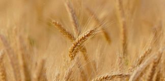 Boletín Cereales – Edición diciembre 2025