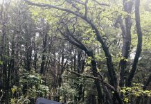 CONAF actualizó el Catastro Vegetacional y uso de la tierra en cinco regiones del país durante el 2025