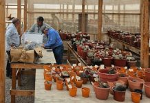 CONAF decomisa sobre 300 cactáceas en fiscalizaciones realizadas a nivel nacional CONAF decomisa sobre 300 cactáceas en fiscalizaciones realizadas a nivel nacional