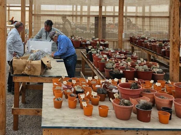 CONAF decomisa sobre 300 cactáceas en fiscalizaciones realizadas a nivel nacional