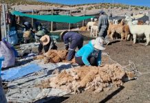 CONAF fortalece a comunidades de la Reserva de Biósfera Lauca con capacitación y trabajo local