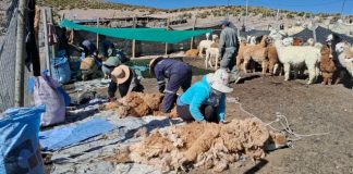 CONAF fortalece a comunidades de la Reserva de Biósfera Lauca con capacitación y trabajo local