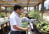 CONAF impulsa producción de plantas nativas a través del Programa de Emergencia de Empleo en Cañete CONAF impulsa producción de plantas nativas a través del Programa de Emergencia de Empleo en Cañete
