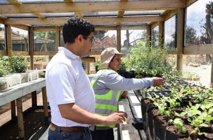 CONAF impulsa producción de plantas nativas a través del Programa de Emergencia de Empleo en Cañete