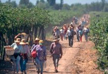 Cerca de 100 mil visas laborales se han otorgado a trabajadores bolivianos y se reabre debate migratorio en el sector agrícola