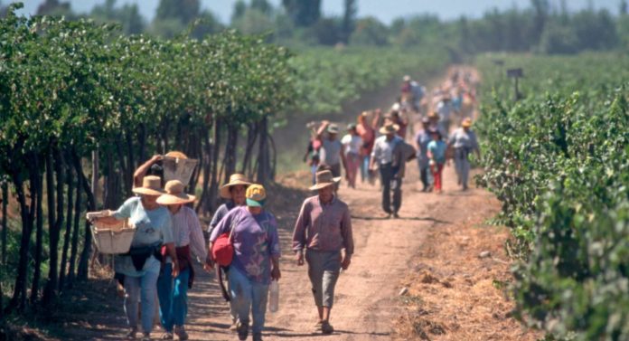Cerca de 100 mil visas laborales se han otorgado a trabajadores bolivianos y se reabre debate migratorio en el sector agrícola
