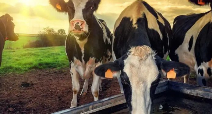 Colombia Aprenda a reducir la huella hídrica en su producción ganadera