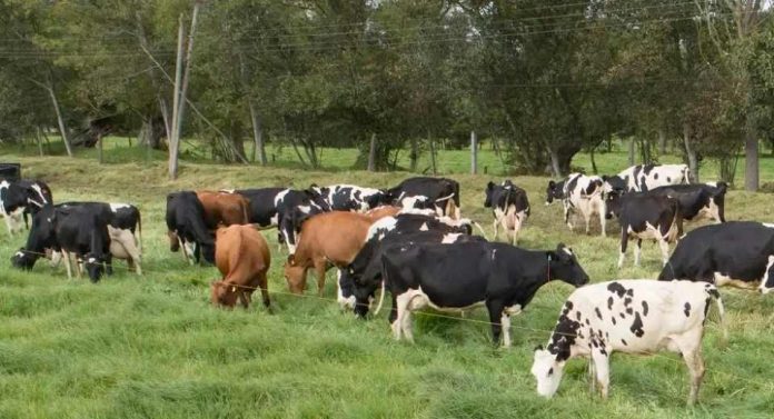 Colombia | Boyacá avanza en ganadería sostenible con acuerdo de Fedegán-FNG y Secretaría de Agricultura