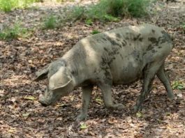 Colombia Veterinarios de la UE empiezan a trabajar en el brote de peste porcina de Barcelona