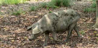 Colombia Veterinarios de la UE empiezan a trabajar en el brote de peste porcina de Barcelona