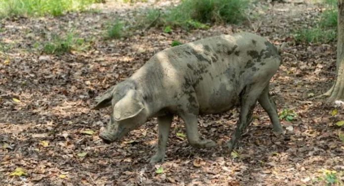 Colombia Veterinarios de la UE empiezan a trabajar en el brote de peste porcina de Barcelona