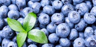 Corea desplaza a EE.UU. como principal destino de arándanos chilenos en inicio de temporada anticipada