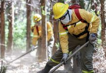 Corma advierte alza del 52 en superficie quemada en La Araucanía