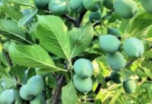 Dos miradas a los huertos, para una temporada que se vislumbra auspiciosa en 2026