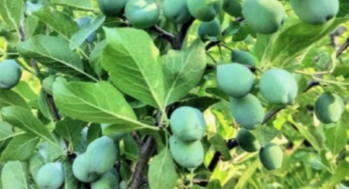 Dos miradas a los huertos, para una temporada que se vislumbra auspiciosa en 2026 Dos miradas a los huertos, para una temporada que se vislumbra auspiciosa en 2026