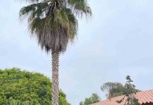 El Centro Regional de Investigación INIA Intihuasi, encabezó la jornada final de la misión técnica de la provincia de San Juan (Argentina) a la Región