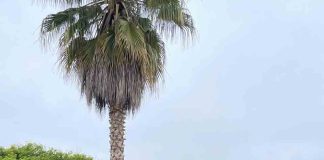 El Centro Regional de Investigación INIA Intihuasi, encabezó la jornada final de la misión técnica de la provincia de San Juan (Argentina) a la Región