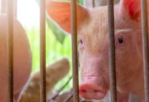 España El sector porcino español bajo presión ante el resurgimiento de la peste porcina africana