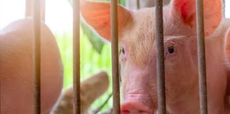 España El sector porcino español bajo presión ante el resurgimiento de la peste porcina africana