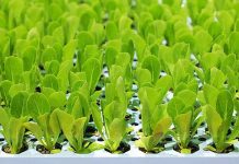 España | Los países de la UE respaldan actualizar las normas sobre material reproductivo vegetal