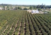 Estudio INIA-UdeC busca mejorar calidad del suelo en cultivos de avellano europeo Estudio INIA-UdeC busca mejorar calidad del suelo en cultivos de avellano europeo