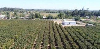 Estudio INIA-UdeC busca mejorar calidad del suelo en cultivos de avellano europeo